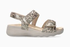 Maureen - Camel(Maureen Camel)